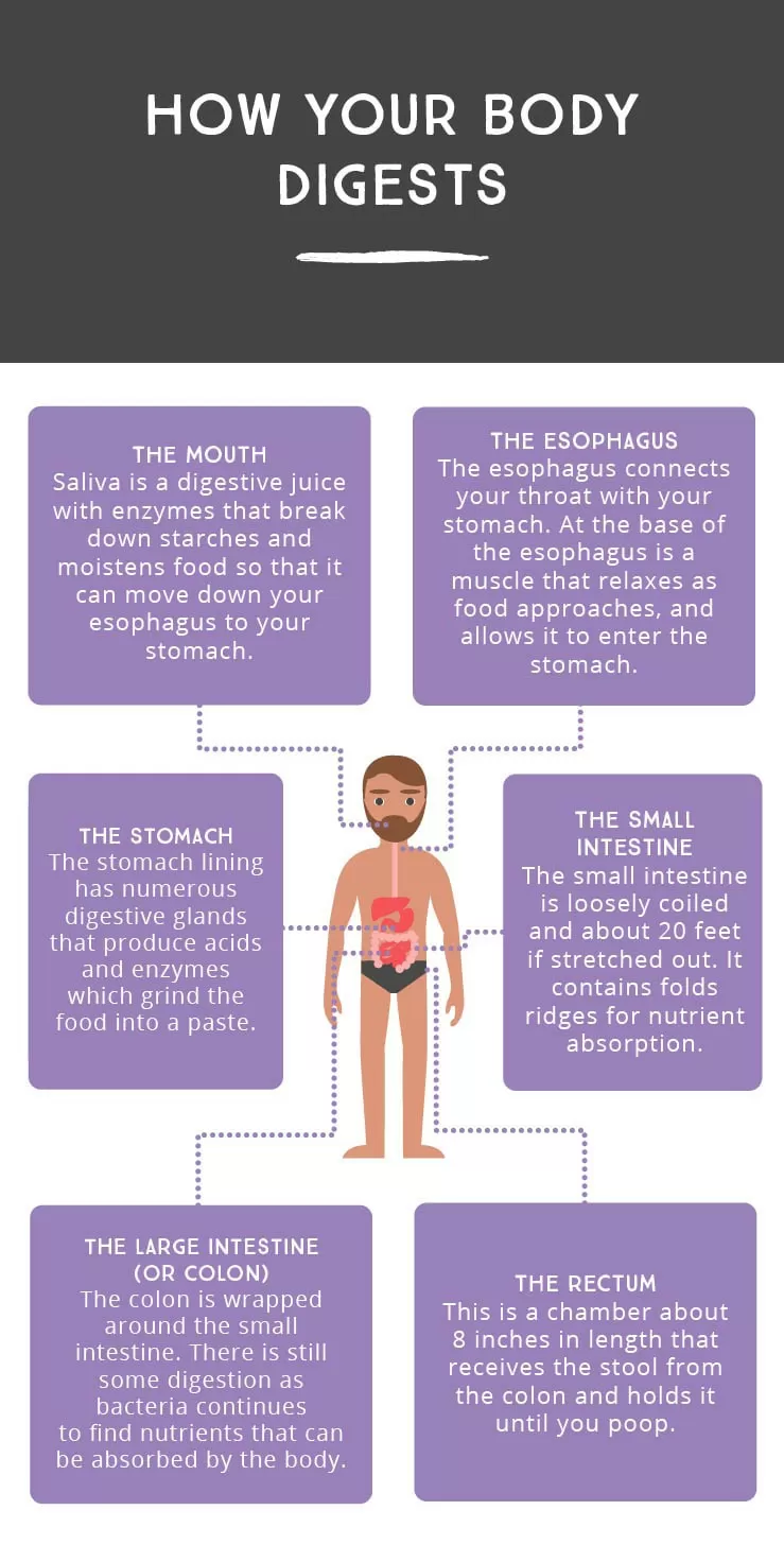 Chiropractic Schaumburg IL How Your Body Digests